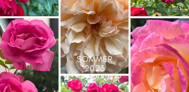 Unsere Rosen 2023