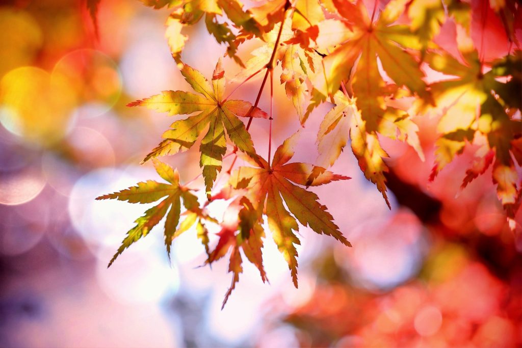 Unsere Betriebsferien – deine 25% Rabatt auf alles! 1 cocoparisienne maple 2135514
